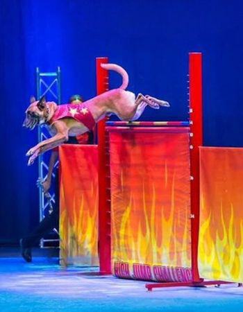 Chris Perondi's Stunt Dog Experience
