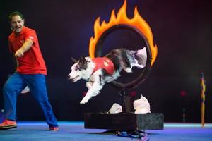 Stunt Dog Experience