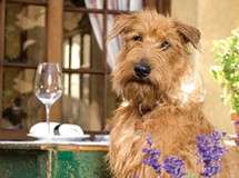 Image about Dog Friendly Restaurants
