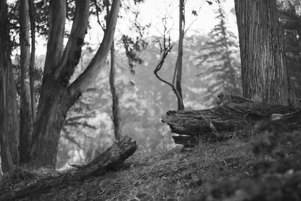 Natural Order, Photographs by Lucien Liu and Rachel Phillips