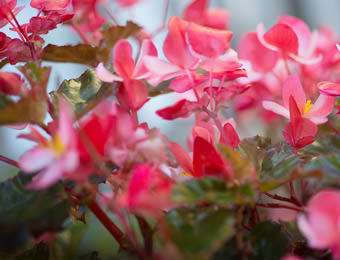 History of Tickle Pink Inn
