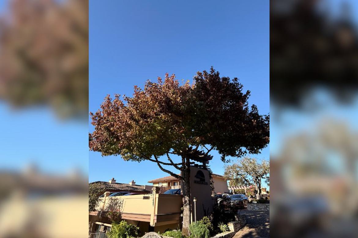 Image about Horizon Inn & Ocean View Lodge #353-1