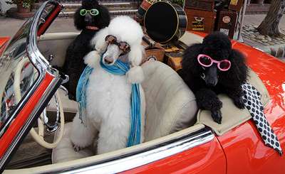 Maps &amp; Directions