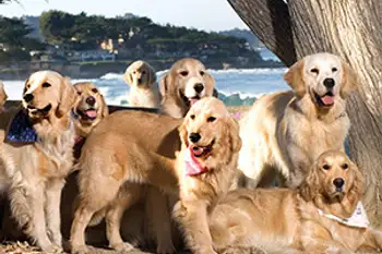 Image courtesy of Carmel-By-The-Sea